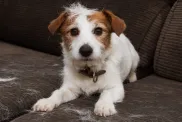 furry jack russell shedding
