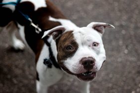 An American Pit Bull Terrier on leash, like the banned dogs living legally with their owners in England and throughout the U.K.