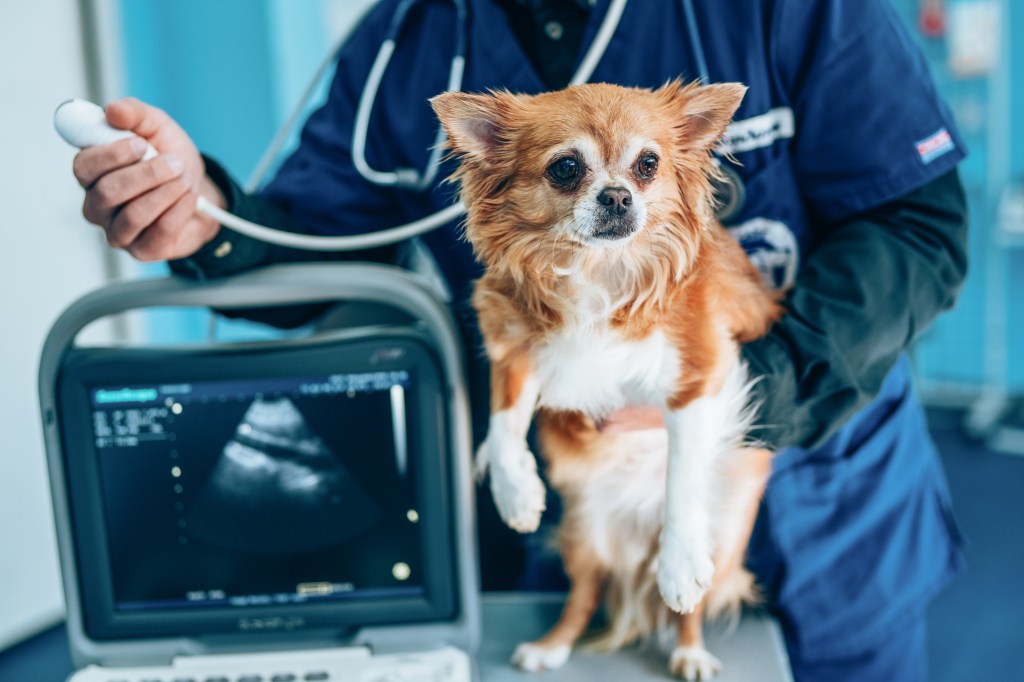 Veterinarian using ultrasound to examine dog's lungs for mystery respiratory illness killing dogs.
