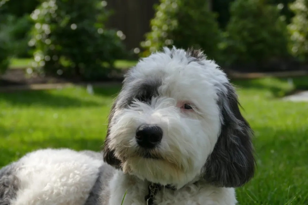 A Sheepadoodle Puppy Lying In Grass on a hot summer day