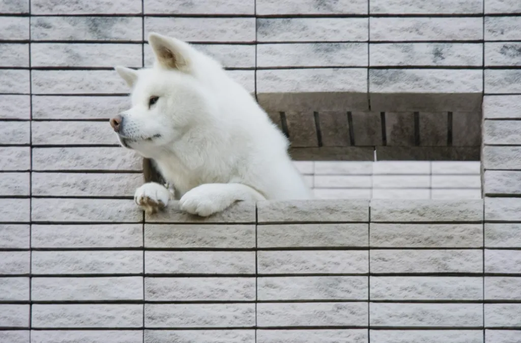 Japanese Kishu Ken looking out of window