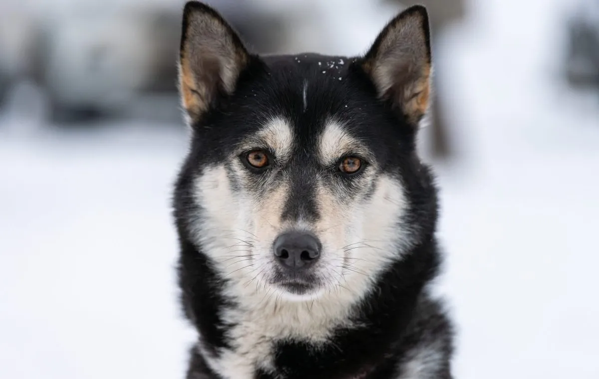 Alaskan Husky Dog Breed Information & Characteristics
