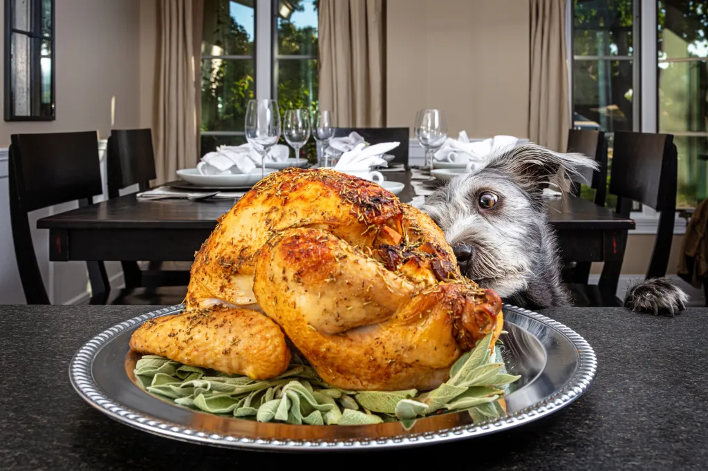 Un mauvais chien saute sur le comptoir en volant de la nourriture de Thanksgiving, une dinde de dîner de vacances avec des épices et de la peau qu'il ne devrait pas manger.