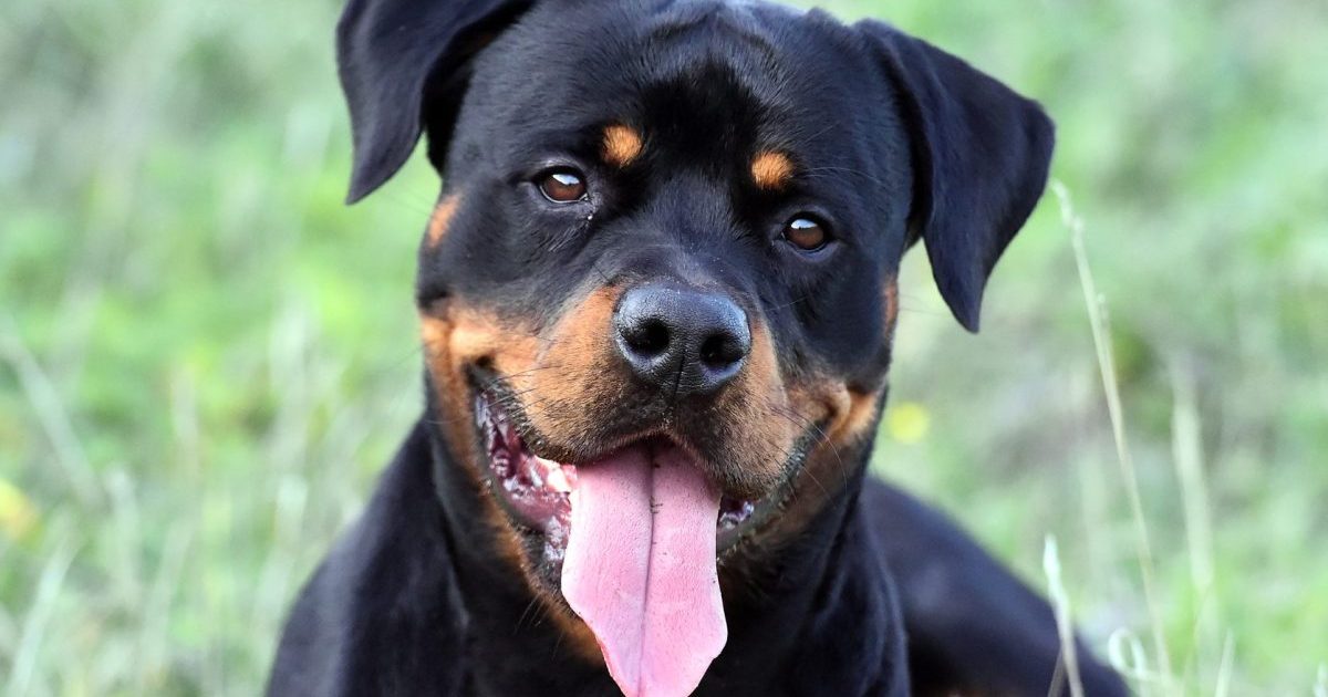 rottweiler dog sitting in a green field, smiling at the camera