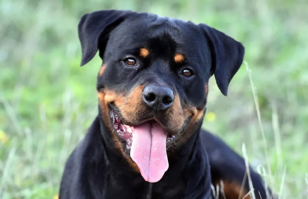 rottweiler dog sitting in a green field, smiling at the camera