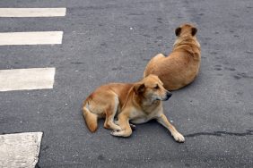 Two stray dogs laying on a tarmacked road, like the stray dogs destroying cars at a dealership in Texas.