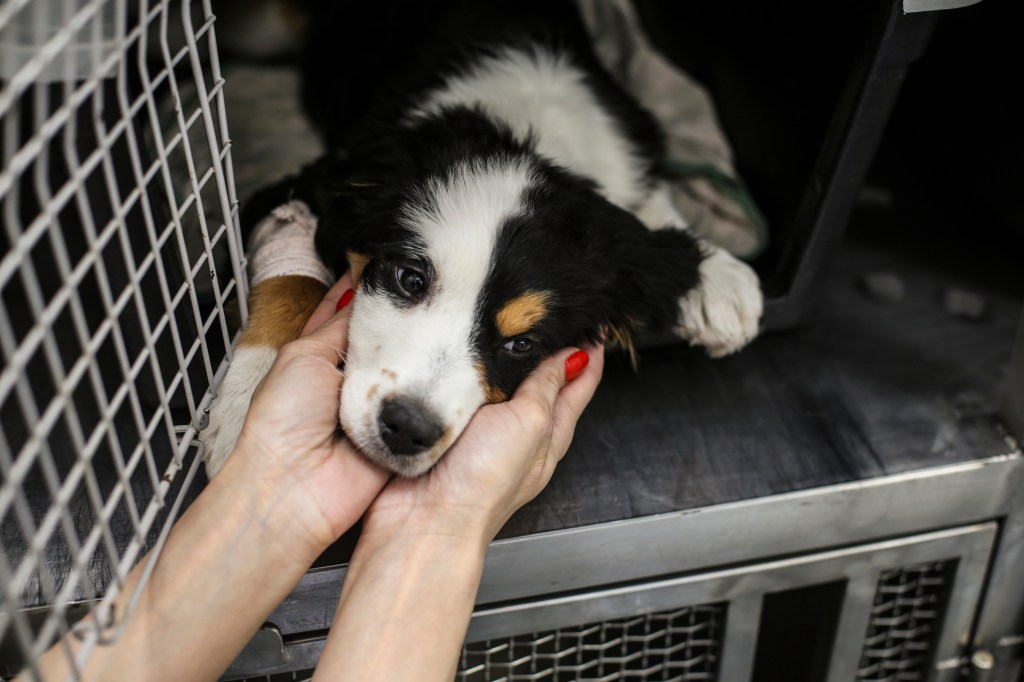 The arm of an adult woman working at animal kennel, taking care of a sick Bernese Mountain dog, possibly from unidentified mystery dog illness killing pets.