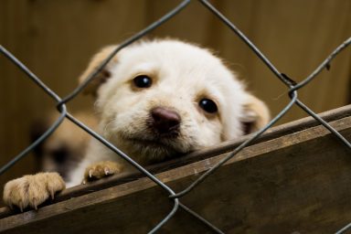 Massachusetts legislation combats puppy mills, which include puppy dog in a shelter adoption seen here.