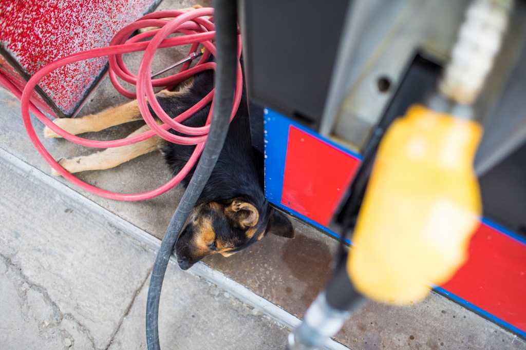 High angle of dog sleeping at gas station below pump and coiled hose, how dogs get petroleum product poisoning.