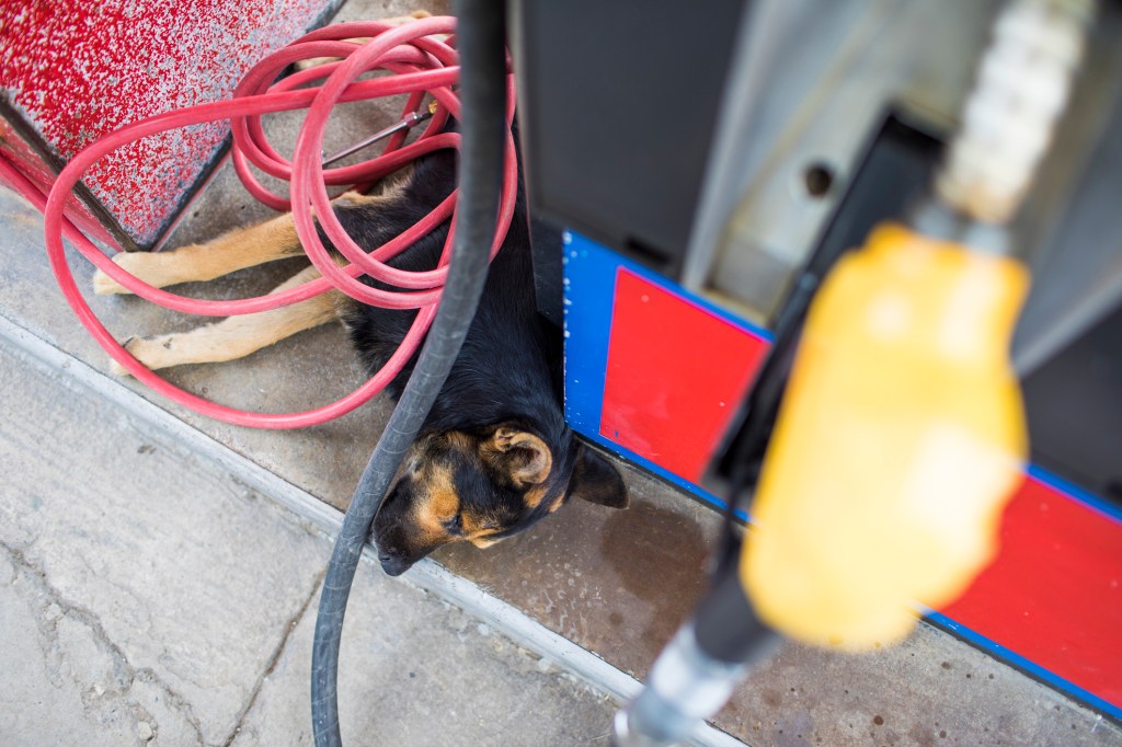 Angle élevé d'un chien dormant à une station-service sous la pompe et le tuyau enroulé, comment les chiens sont empoisonnés par des produits pétroliers.