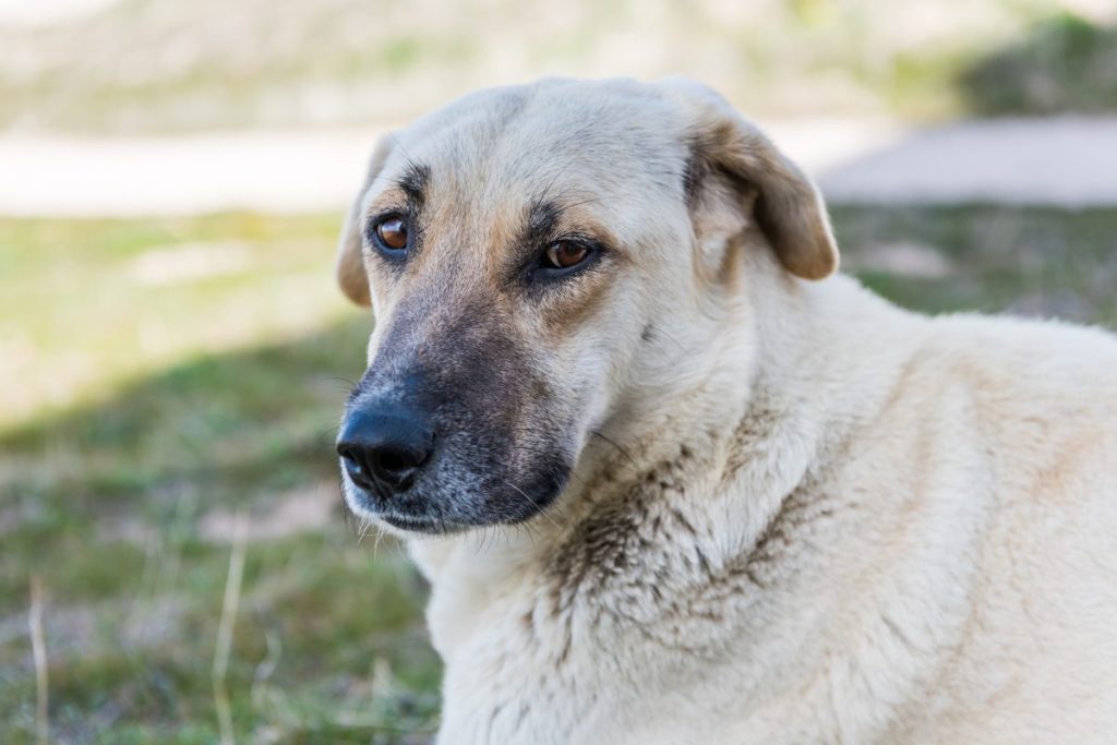 The Kangal Shepherd Dog sitting on grassland in Goreme town, Cappadocia, a breed of large livestock guardian dog in Sivas, Turkey