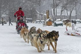 A group of sled dogs in Argentina.