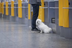 A man and his dog at an airport.