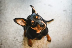 A Miniature Pinscher maybe mixed with a Chihuahua who is similar to the service dog stolen in a car.