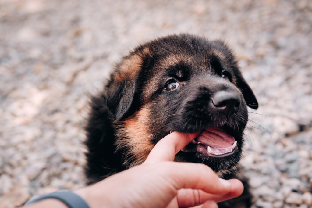 A dog who might be suffering from persistent deciduous teeth (persistent baby teeth).