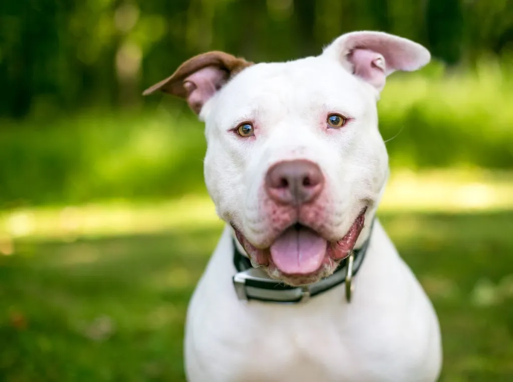 A happy Pit Bull looking at the camera, like the deaf dog Cole who was just named ASPCA Dog of the Year.