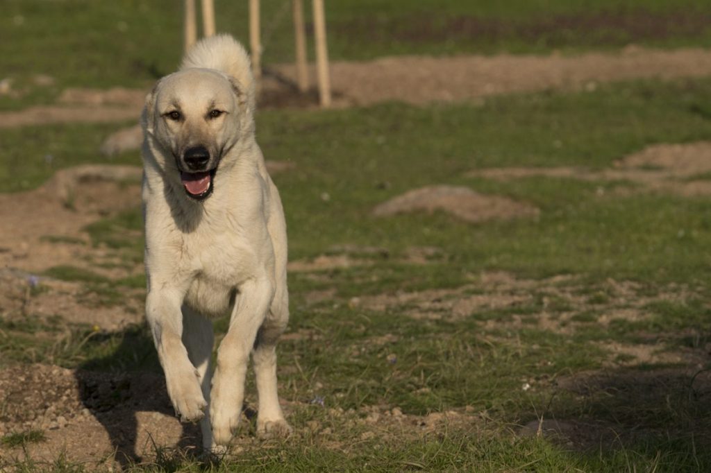 The scene of adult Kangal Shepherd Dog while it is running towards camera