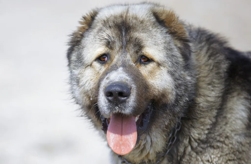 Central Asian Shepherd Dog looking sideways