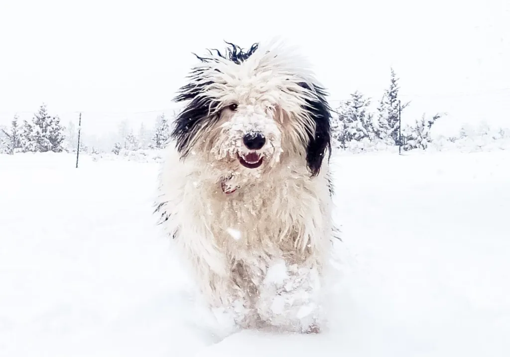 Sheepadoodle puppy running in the snow