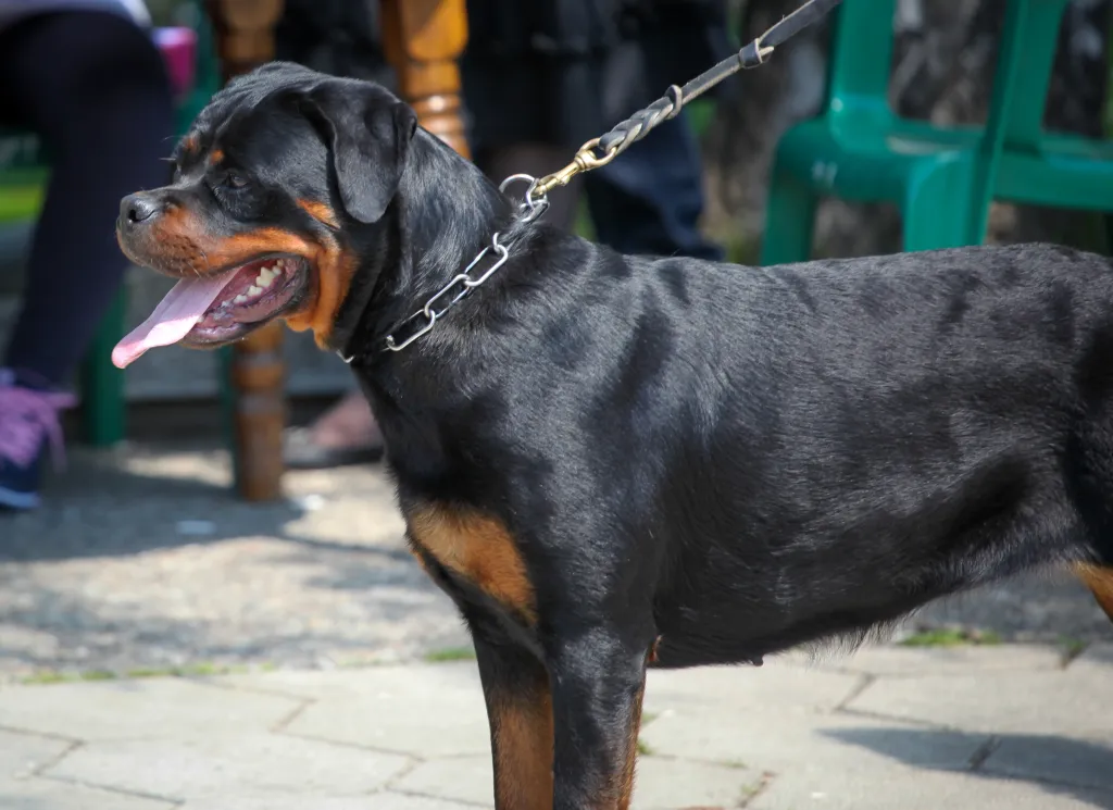 A young female Rottweiler with a chain collar around her neck