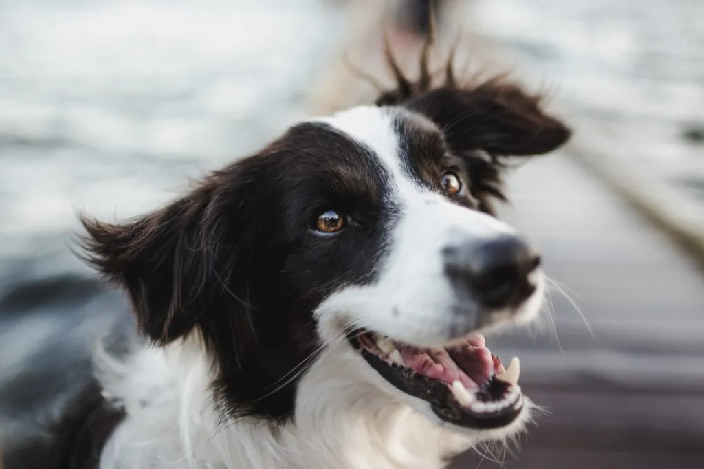 A dog-friendly Border collie on a jetty