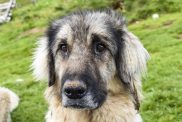 Anatolian Pyrenees Shepherd dog in the Durmitor Mountains in Montenegro.