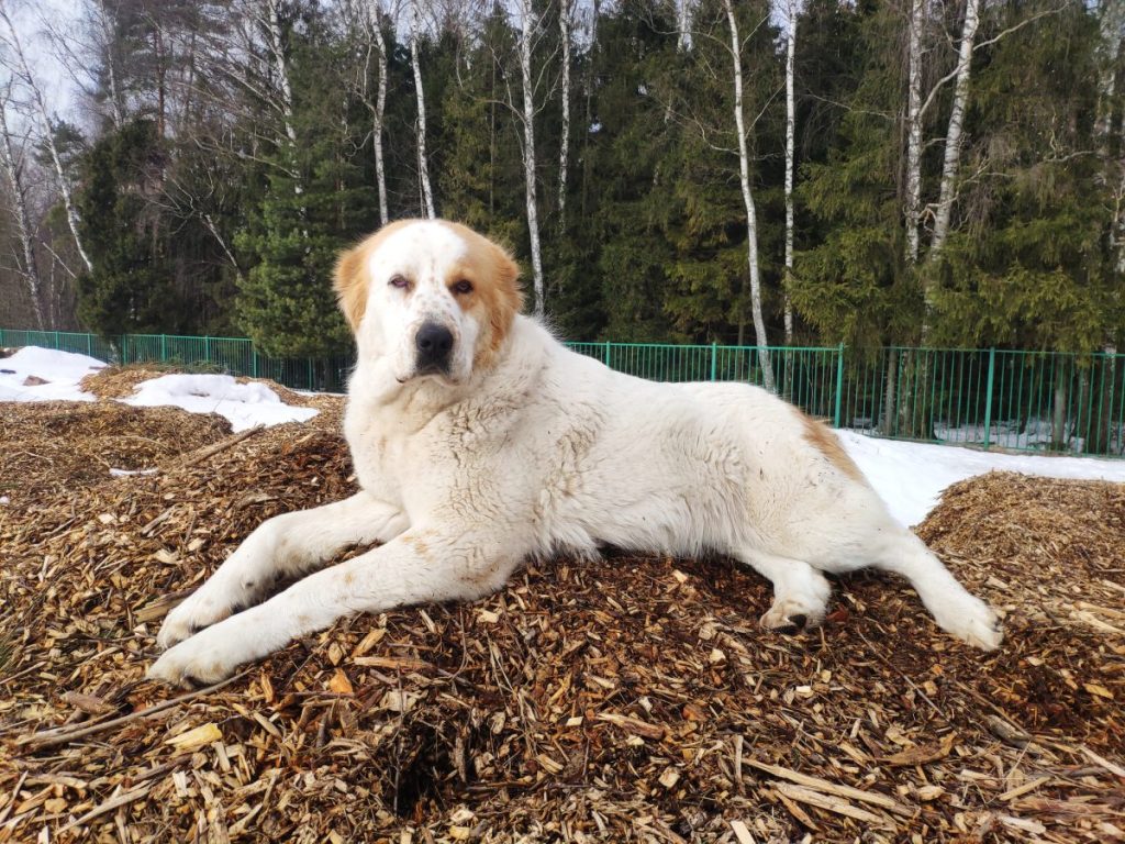 White and brown Central Asian Shepherd Dog is resting on tree bark mulch.