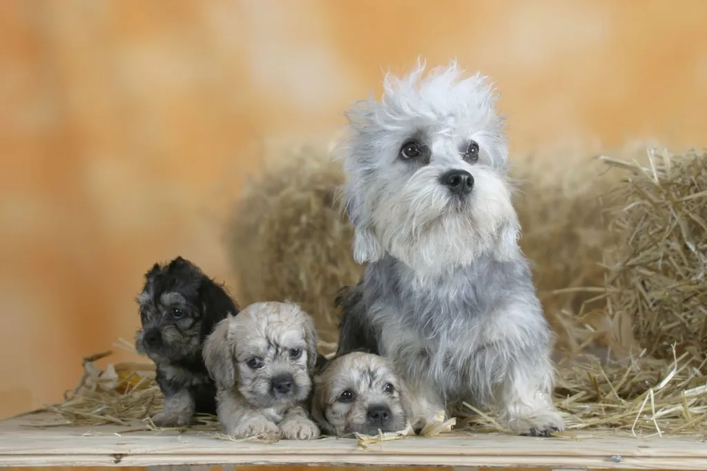 Dandie Dinmont Terrier with puppies, 6 weeks