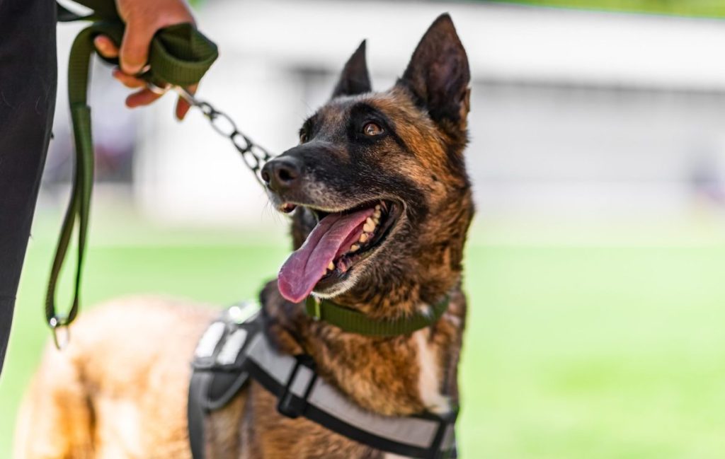 Belgian Malinois police dog working with handler to detect drugs, much like the dog who sniffs out 354 pounds of Meth at the U.S.-Mexico boarder.