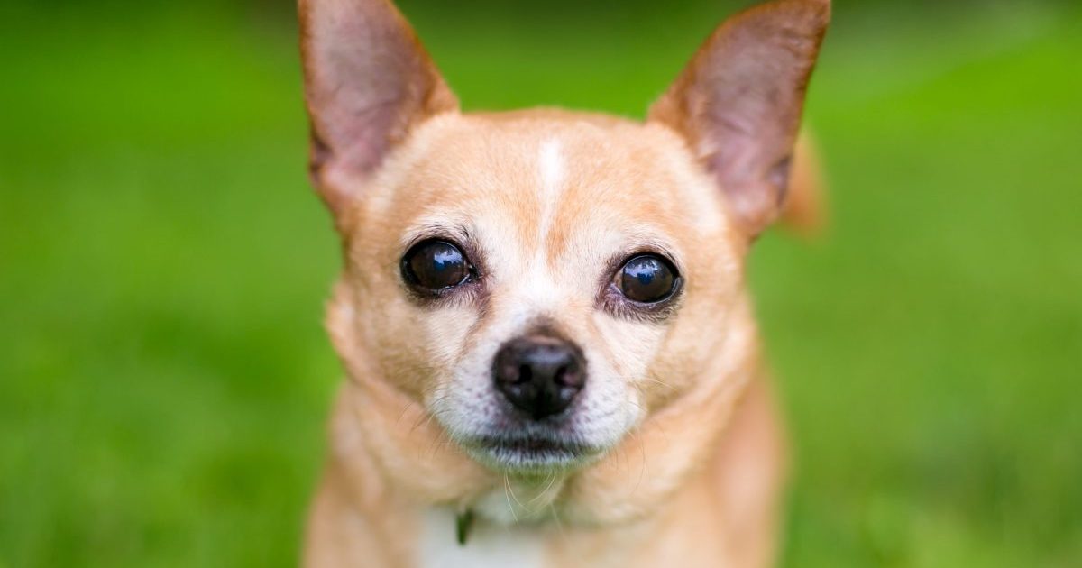 A small Chihuahua dog outdoors