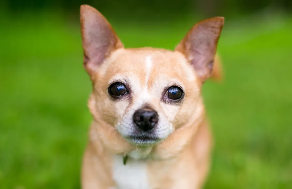 A small Chihuahua dog outdoors