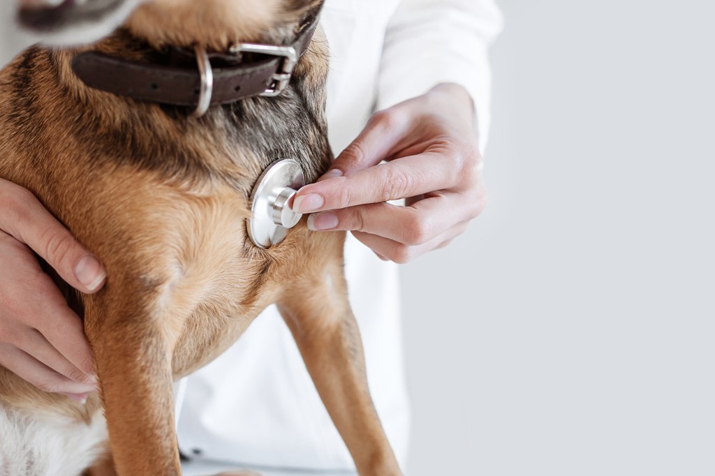 A dog being checked for patent ductus arteriosus (PDA).