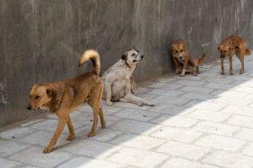 Four stray dogs on a pavement, like the stray dogs seen eating human remains in Mexico mass grave.