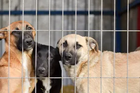 Three homeless dogs behind bars of an animal shelter kennel like the one where homeless dogs at risk of euthanasia are