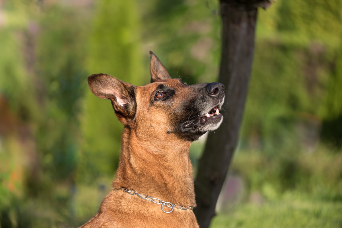 Malinois sales in apartment