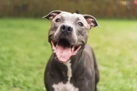 Pit bull dog playing and having fun in the park