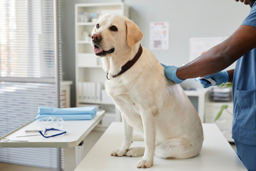 A dog being examined for signs of intervertebral disc disease (IVDD).
