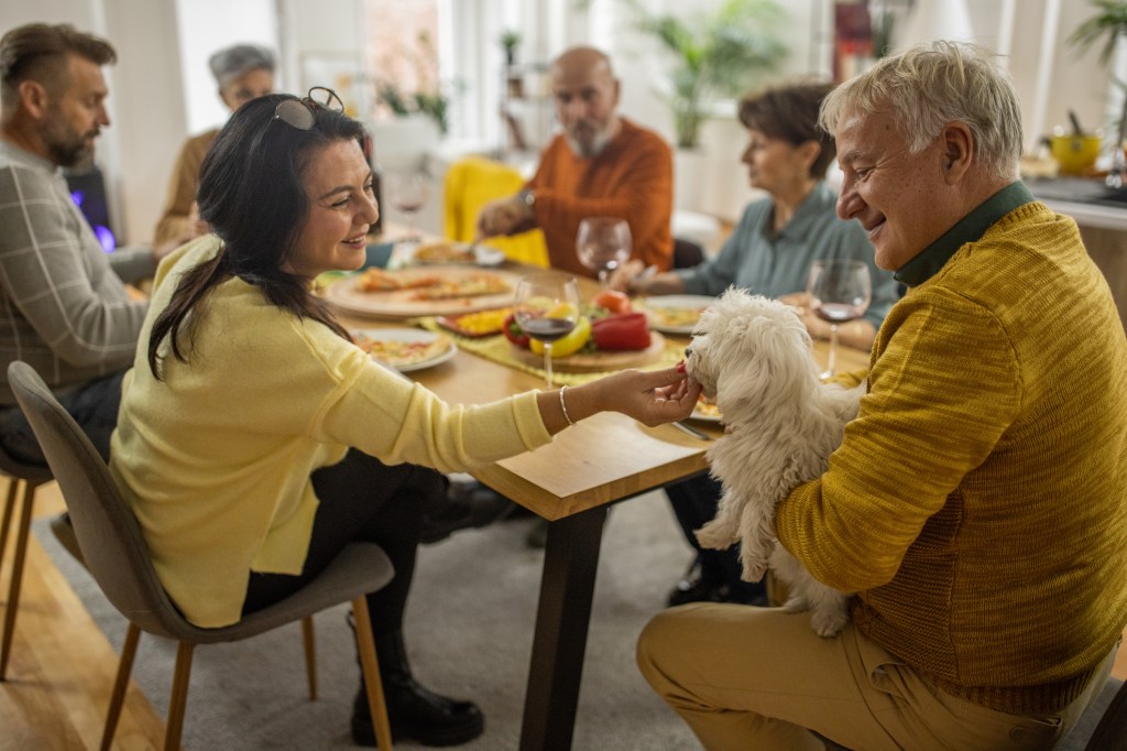 Group of adult friends eating Thanksgiving with a territorial pup. The Maltese already is comfortable with these houseguests.