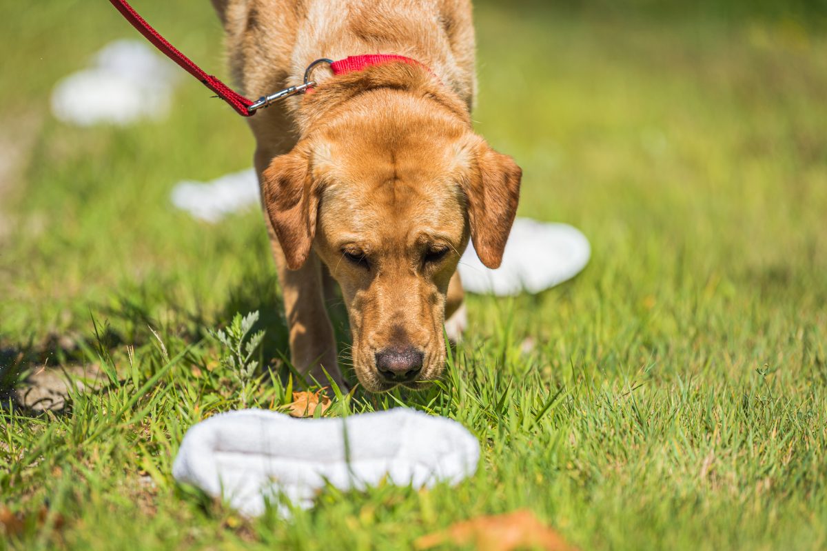 Cortisol detection best sale dog training