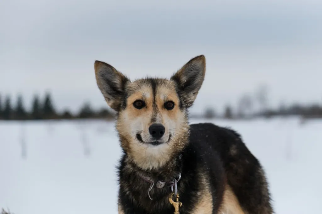 Portrait of northern sled dog Alaskan Husky
