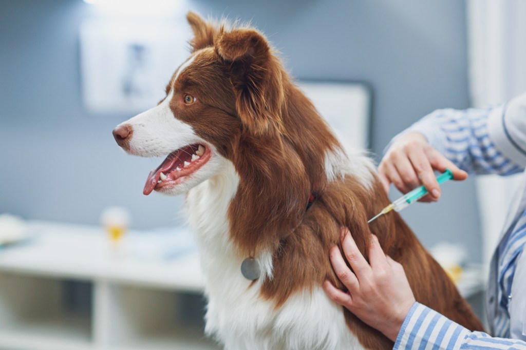 Border Collie at the vet getting vaccinated, vaccinations can help your dog live longer