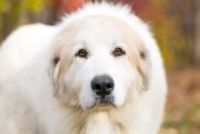 A fluffy white Great Pyrenees dog with cream colored badger markings stands against a backdrop of autumn leaves