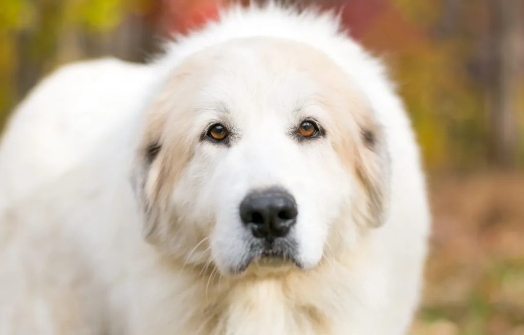 Great Pyrenees dog with autumn leaves
