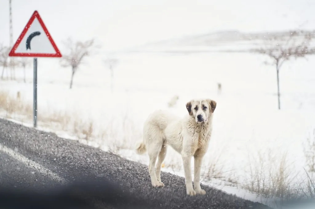 Kangal Shepherd dog on road near snowy field