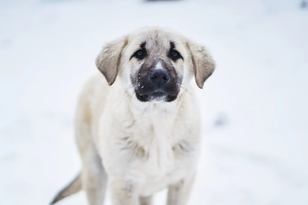 Cute Kangal Shepherd puppy on snowy street