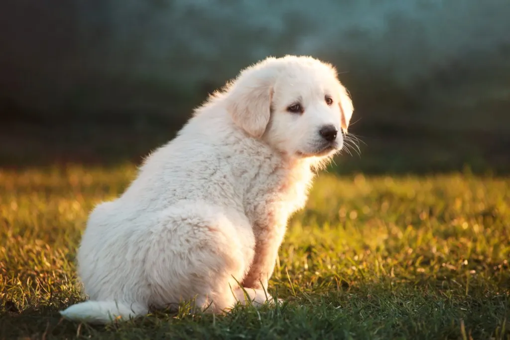 Fluffy white Alabai puppy sitting