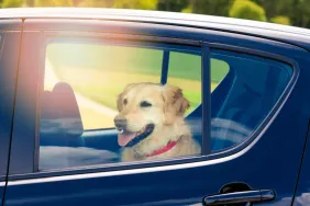 Dog on the backseat of a car with windows closed, like Roanoke pair arrested for leavings dogs in hot car facing heatstroke.