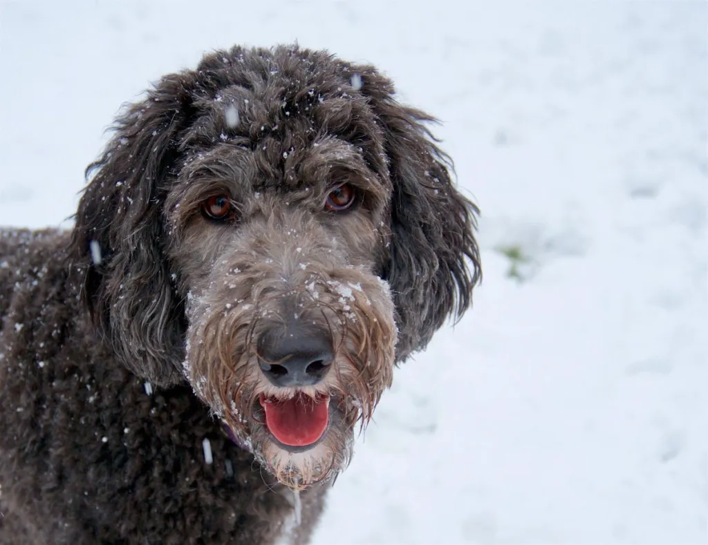 A selective focus shot of a Sheepadoodle with snowflakes on the face