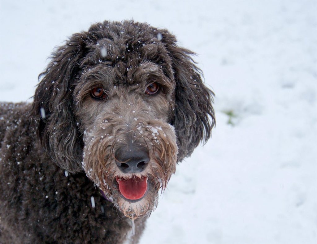 Sheepadoodle Dictionary Definition – Doodle Dog Town