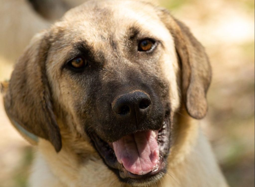 Photograph of a happy Kangal Shepherd smiling at the camera.